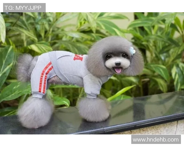 韩国狗狗足球明星排行榜揭晓看看谁是最受欢迎的四脚球员 韩国狗狗足球明星排行榜揭晓看看谁是最受欢迎的四脚球员